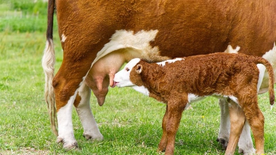 Animal milk: For their little ones or ours?